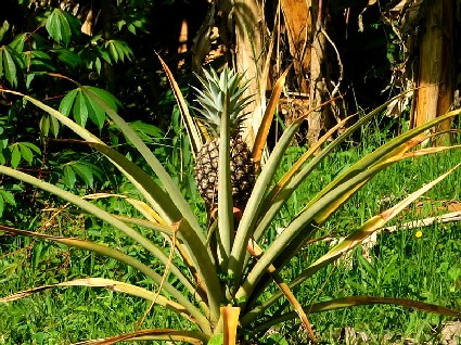 Pineapple Plant